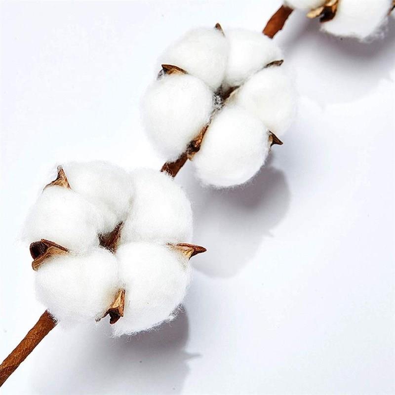 Doğal Pamuk Çiçeği 5Adet 5 li Kuru Çiçek 56cm Yapay Çiçek 