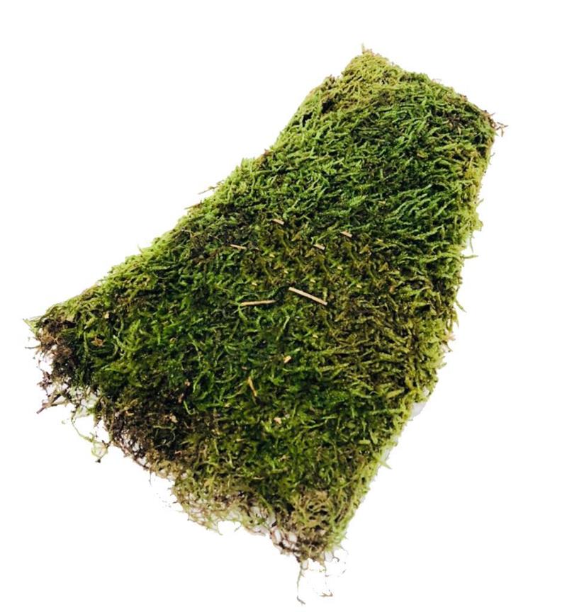 Doğal Yosun Çim Kaya Yosunu Gerçek Bitki Solmaz Bozulmaz Teraryum