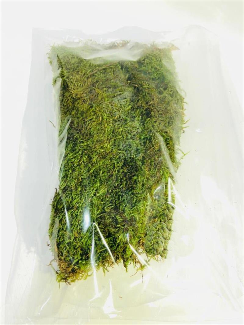 Doğal Yosun Çim Kaya Yosunu Gerçek Bitki Solmaz Bozulmaz Teraryum