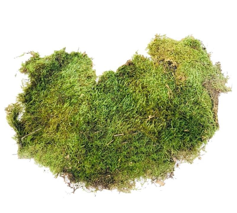 Doğal Yosun Çim Kaya Yosunu Gerçek Bitki Solmaz Bozulmaz Teraryum