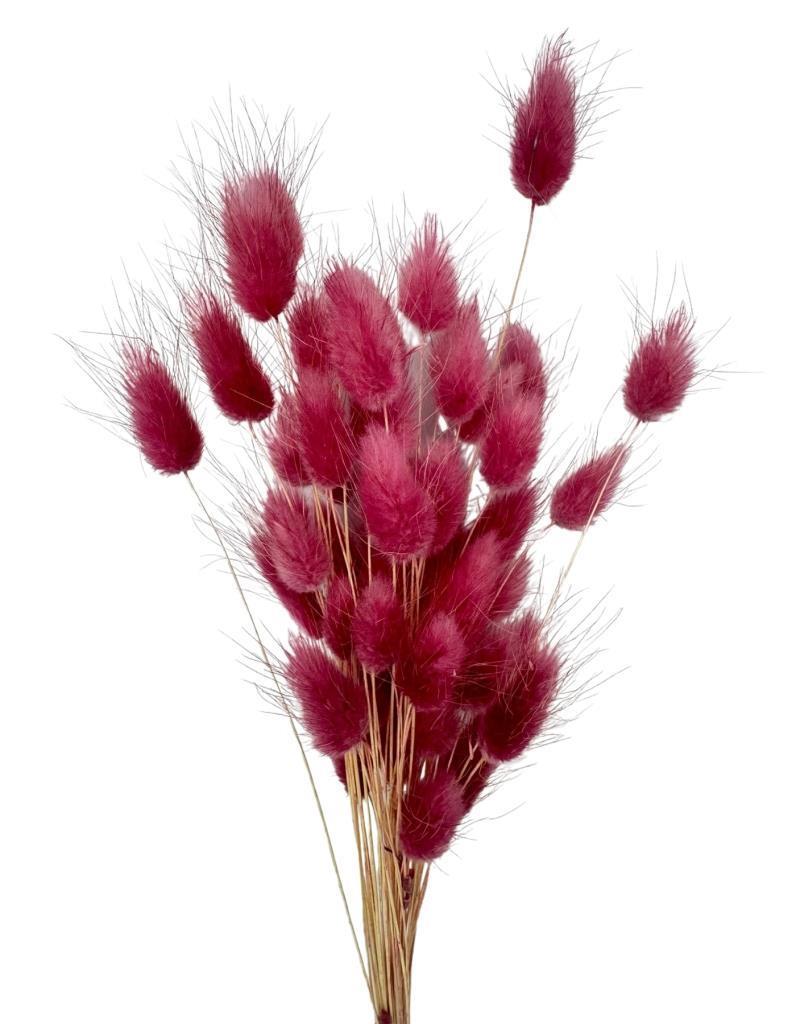 Kuru Çiçek Doğal BORDO AÇIK Pamuk Otu 10gram 1. Kalite Şoklanmış Bozulmaz