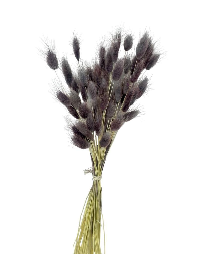 Kuru Çiçek Doğal GRİ LİLA Pamuk Otu 10gram 1. Kalite Şoklanmış Bozulmaz