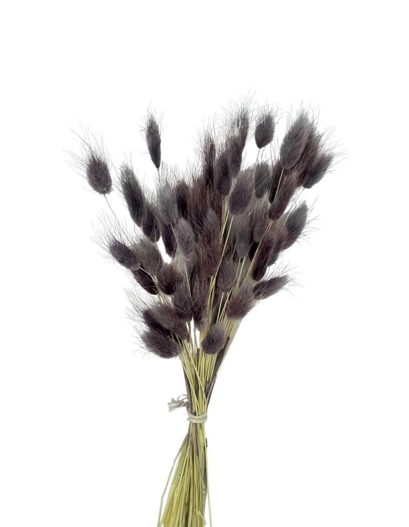 Kuru Çiçek Doğal GRİ LİLA Pamuk Otu 10gram 1. Kalite Şoklanmış Bozulmaz