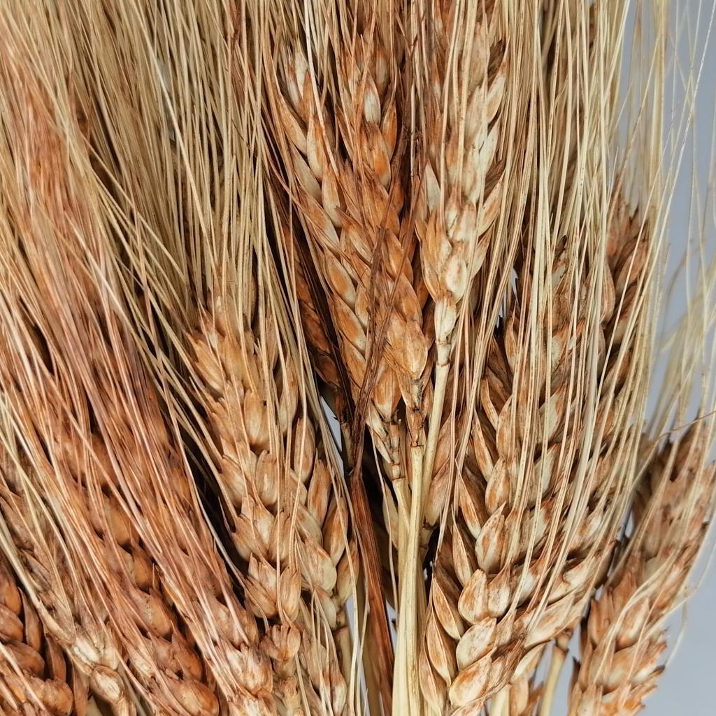 Kuru Çiçek Doğal Kahverengi Başak 35gram 1. Kalite Şoklanmış Bozulmaz