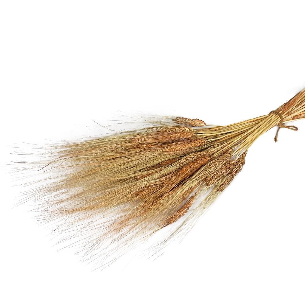 Kuru Çiçek Doğal Kahverengi Başak 35gram 1. Kalite Şoklanmış Bozulmaz