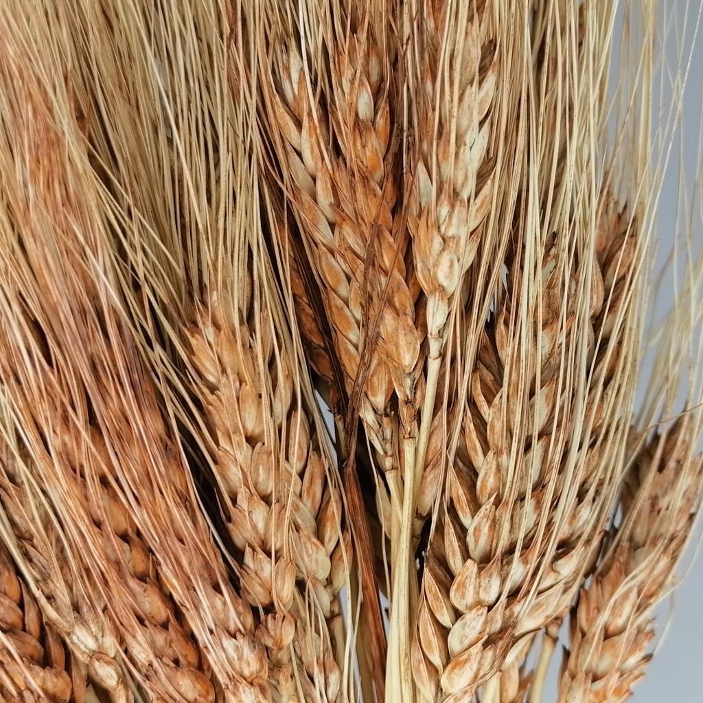 Kuru Çiçek Doğal Kahverengi Başak 35gram 1. Kalite Şoklanmış Bozulmaz