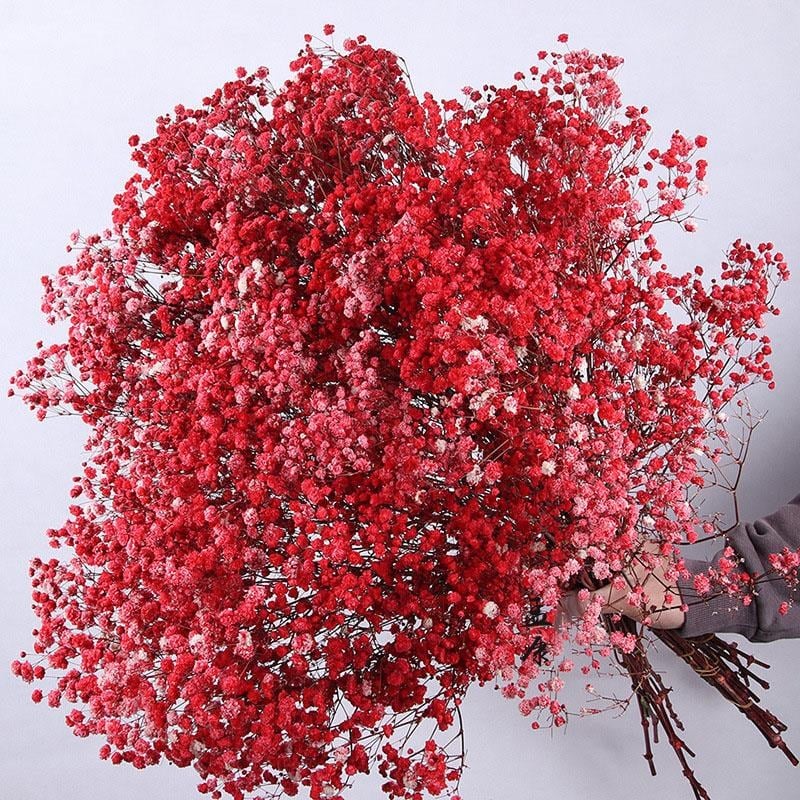 Kuru Çiçek Doğal KIRMIZI Cipso 50gram 1. Kalite Şoklanmış Bozulmaz
