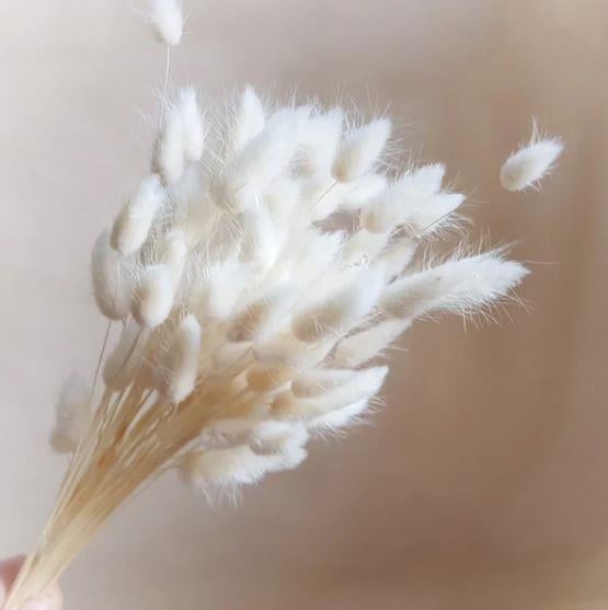 Kuru Çiçek Doğal Krem Natural Pamuk Otu 20gram 1. Kalite Şoklanmış Bozulmaz