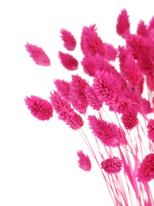 Kuru Çiçek Doğal Kuş Otu Çingene Pembe Renk 40-50gram 1. Kalite Şoklanmış Bozulmaz