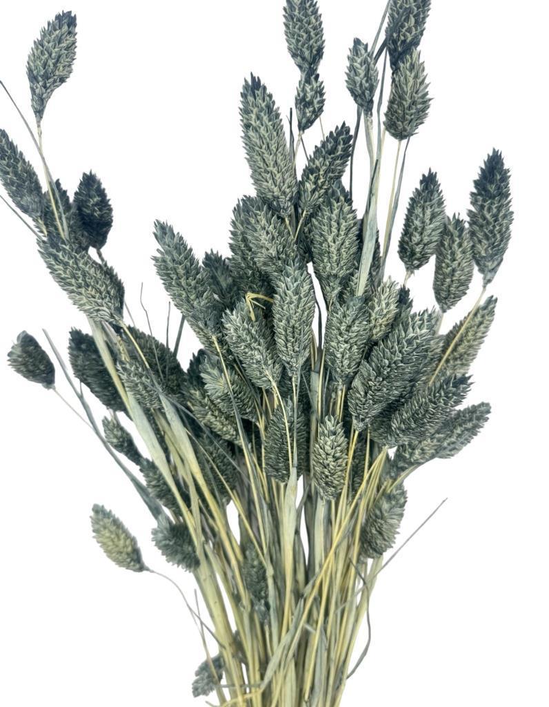 Kuru Çiçek Doğal Kuş Otu GRİ Renk 40-50gram 1. Kalite Şoklanmış Bozulmaz