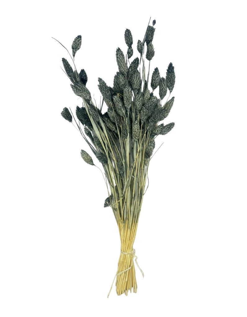 Kuru Çiçek Doğal Kuş Otu GRİ Renk 40-50gram 1. Kalite Şoklanmış Bozulmaz