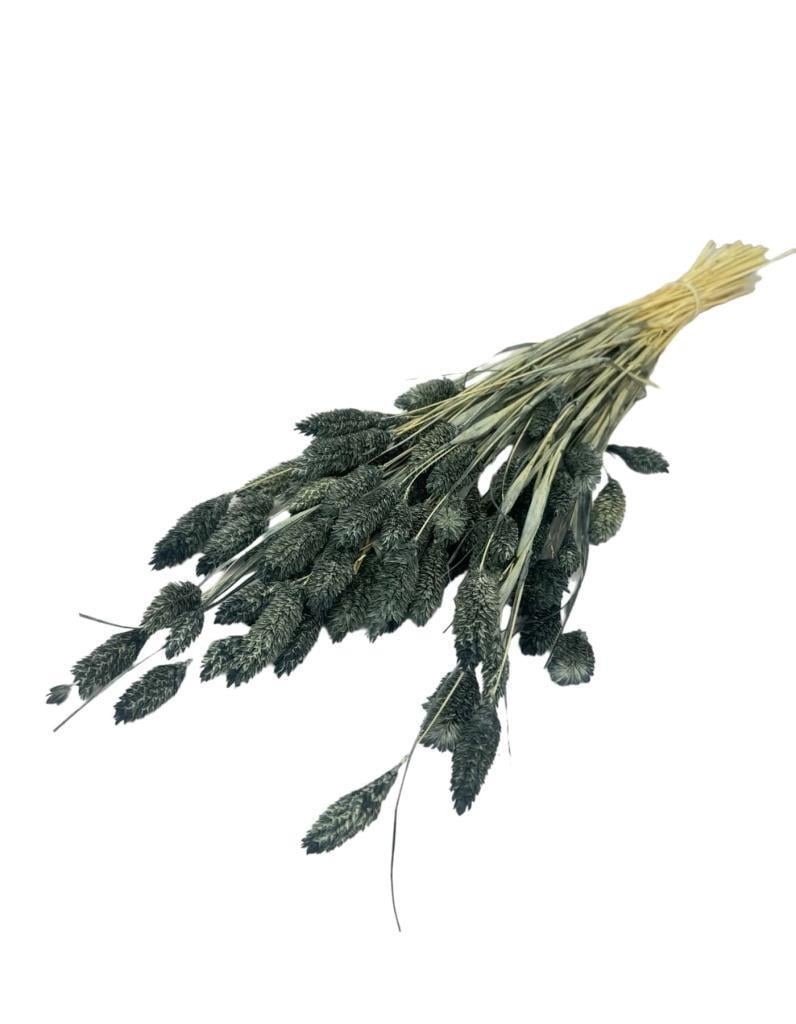 Kuru Çiçek Doğal Kuş Otu GRİ Renk 40-50gram 1. Kalite Şoklanmış Bozulmaz