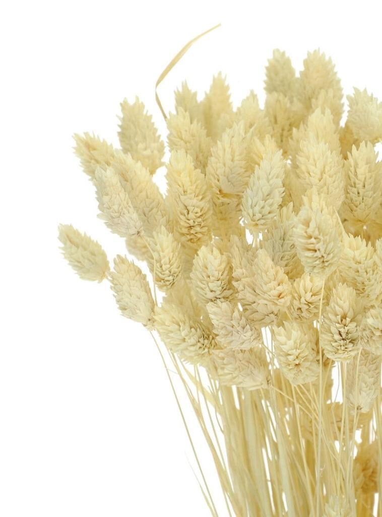 Kuru Çiçek Doğal Kuş Otu Krem Renk 40-50gram 1. Kalite Şoklanmış Bozulmaz