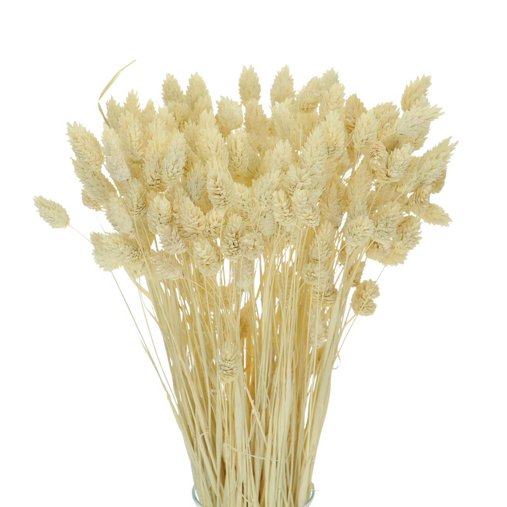 Kuru Çiçek Doğal Kuş Otu Krem Renk 40-50gram 1. Kalite Şoklanmış Bozulmaz