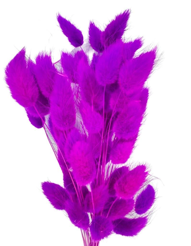 Kuru Çiçek Doğal LİLA Pamuk Otu 10gram 1. Kalite Şoklanmış Bozulmaz