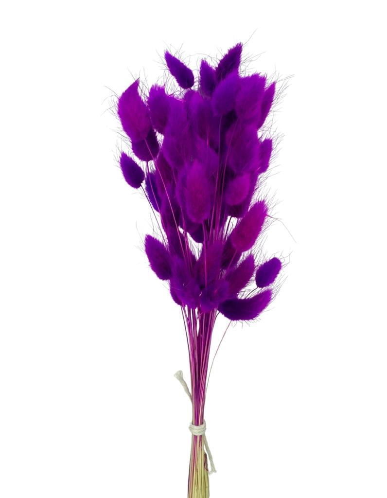 Kuru Çiçek Doğal LİLA Pamuk Otu 10gram 1. Kalite Şoklanmış Bozulmaz