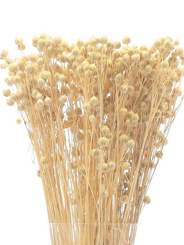 Kuru Çiçek Doğal Luna Otu Krem Renk 40-50gram 1. Kalite Linum Keten Otu Şoklanmış Bozulmaz