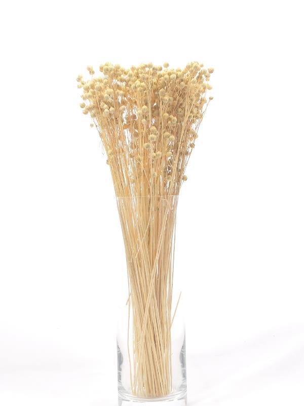 Kuru Çiçek Doğal Luna Otu Krem Renk 40-50gram 1. Kalite Linum Keten Otu Şoklanmış Bozulmaz