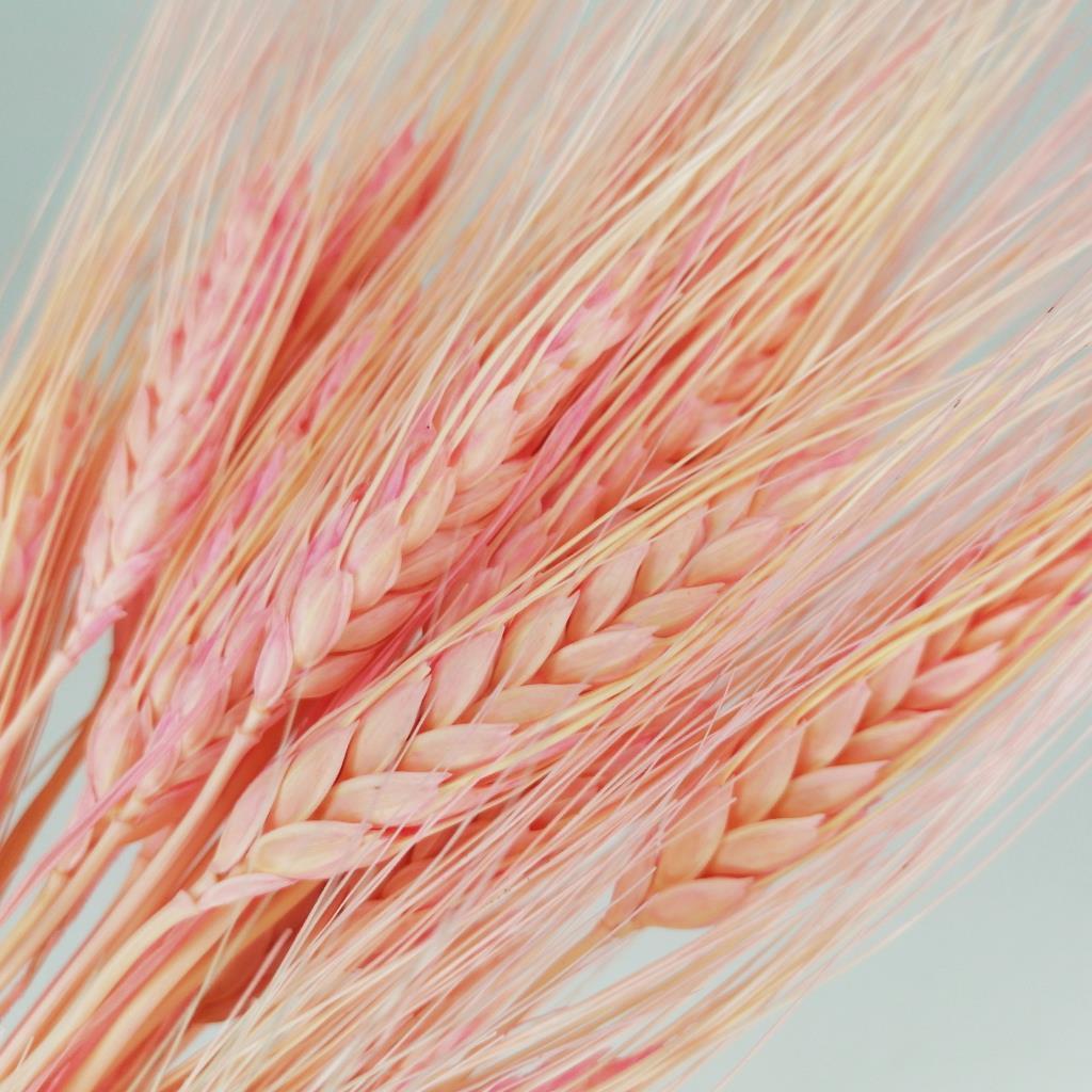 Kuru Çiçek Doğal Pembe Başak 35gram 1. Kalite Şoklanmış Bozulmaz