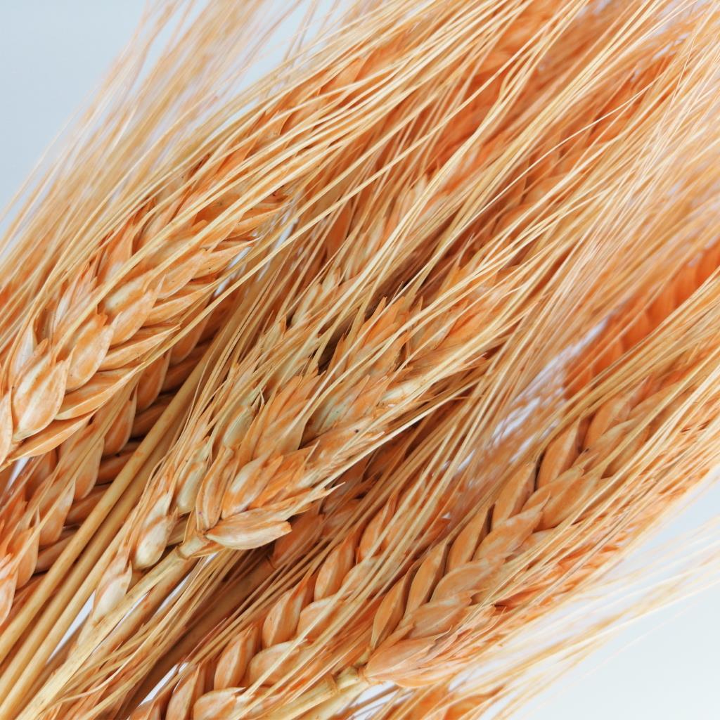 Kuru Çiçek Doğal Turuncu Başak 35gram 1. Kalite Şoklanmış Bozulmaz