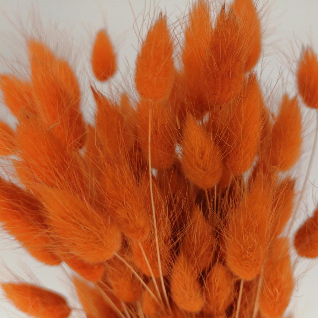 Kuru Çiçek Doğal Turuncu Pamuk Otu 20gram 1. Kalite Şoklanmış Bozulmaz