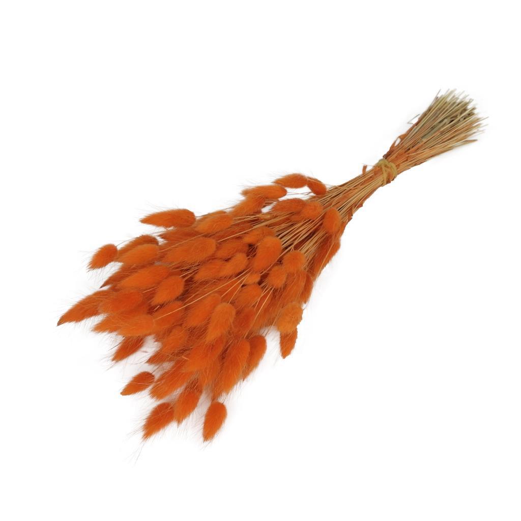 Kuru Çiçek Doğal Turuncu Pamuk Otu 20gram 1. Kalite Şoklanmış Bozulmaz