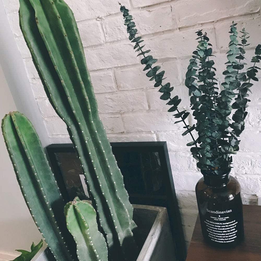 Şoklanmış Okaliptus Stabilize Kuru Çiçek Yeşil 50 Gram