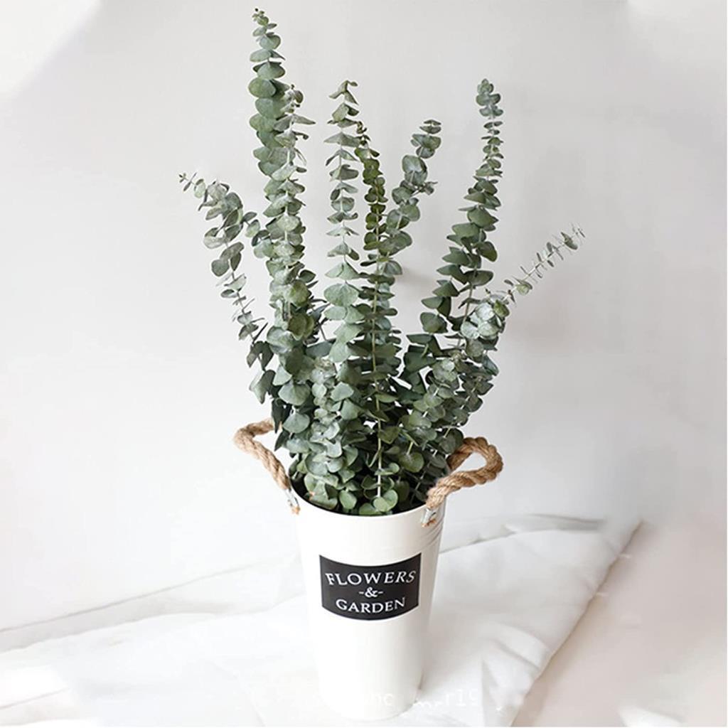 Şoklanmış Okaliptus Stabilize Kuru Çiçek Yeşil 50 Gram