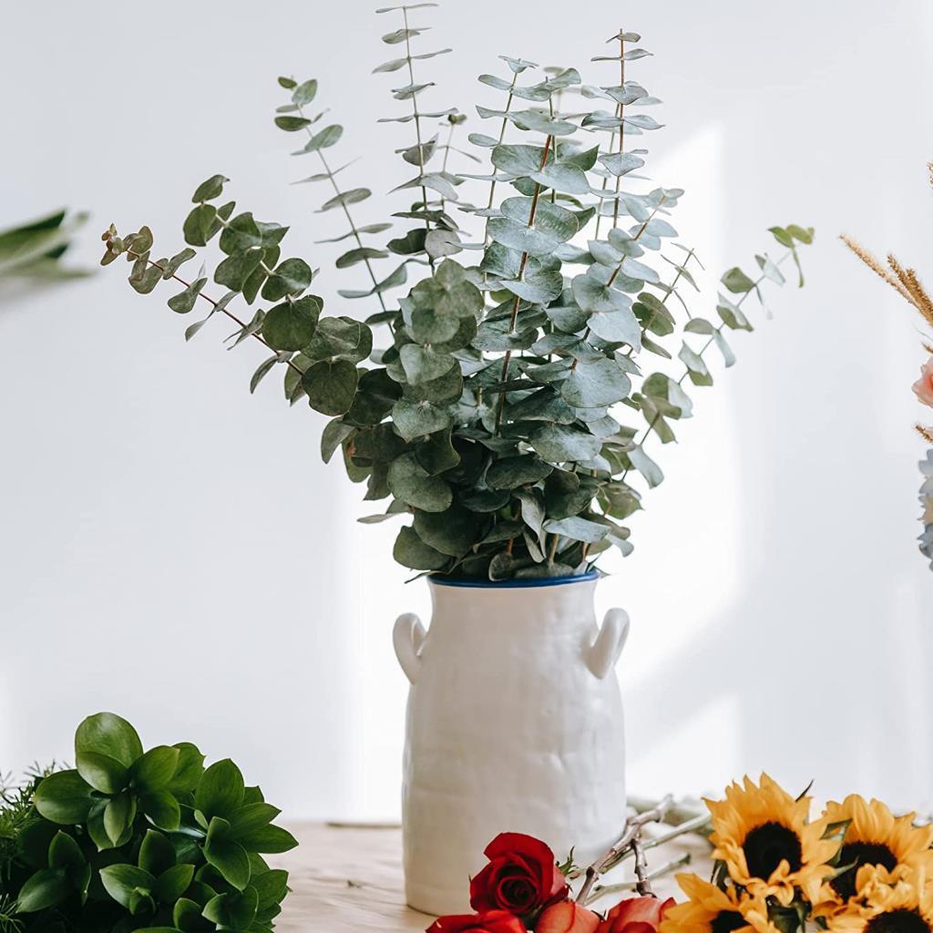 Şoklanmış Okaliptus Stabilize Kuru Çiçek Yeşil 50 Gram