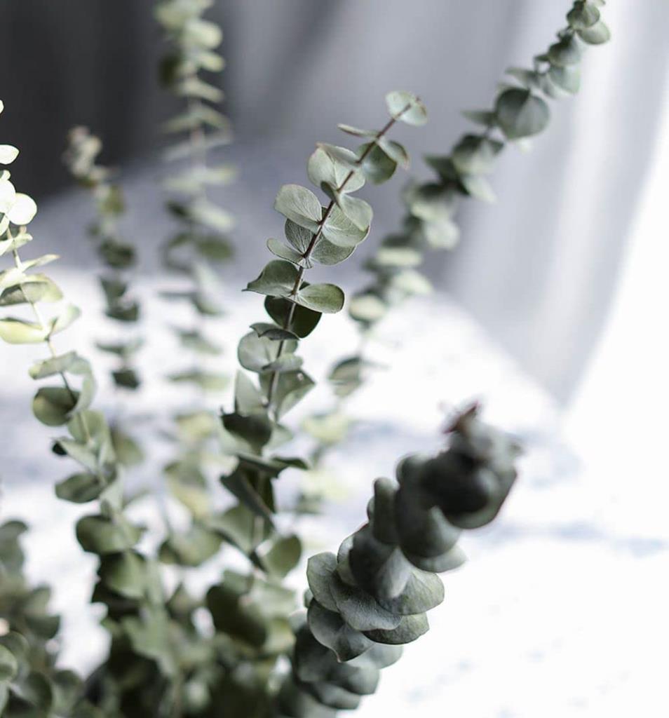 Şoklanmış Okaliptus Stabilize Kuru Çiçek Yeşil 50 Gram