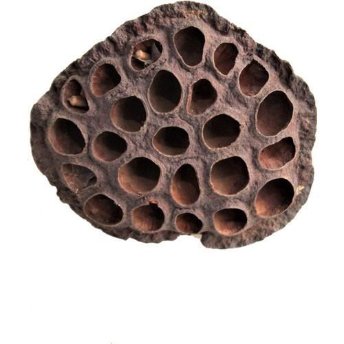 Succulent Lotus Plant Gerçek Lotus Çiçeği Kuru Çiçek 4 ADET
