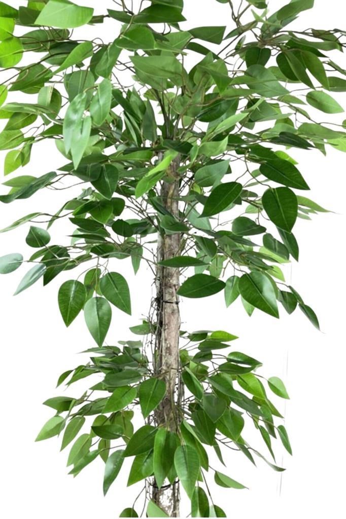 Yapay Ağaç Benjamin 2 Gövdeli Çalılı 2 Katlı 120x70cm Siyah Plastik Saksılı