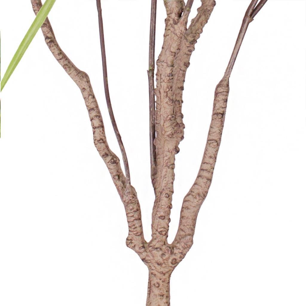 Yapay Ağaç Dracaena Ağacı 8Gövdeli 180cm Premium Kalite