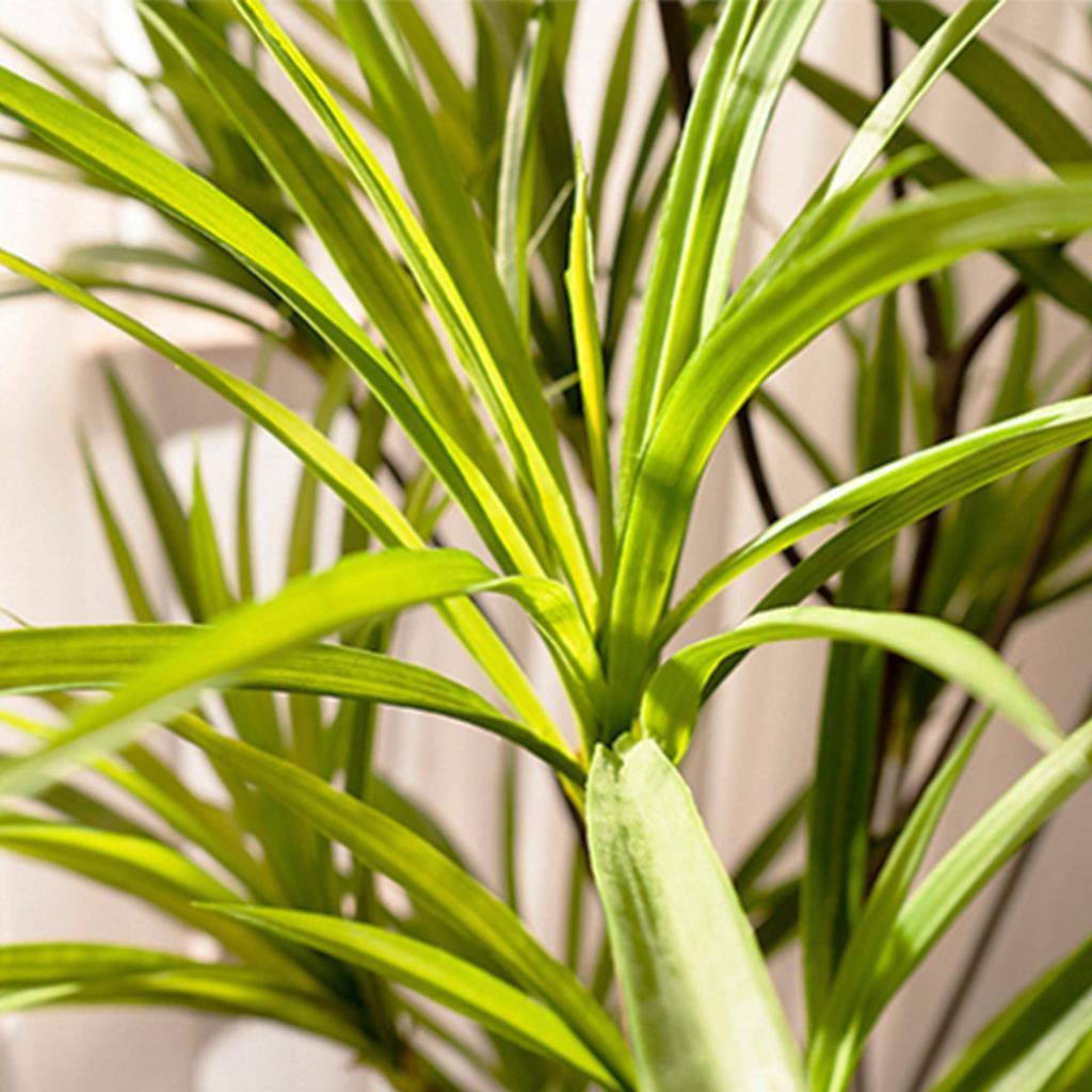 Yapay Ağaç Dracaena Ağacı 8Gövdeli 180cm Premium Kalite