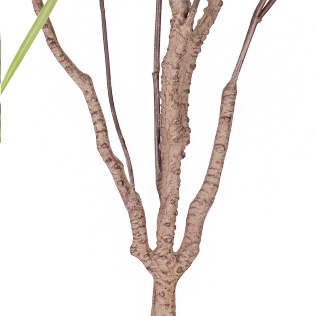 Yapay Ağaç Dracaena Ağacı 8Gövdeli 180cm Premium Kalite