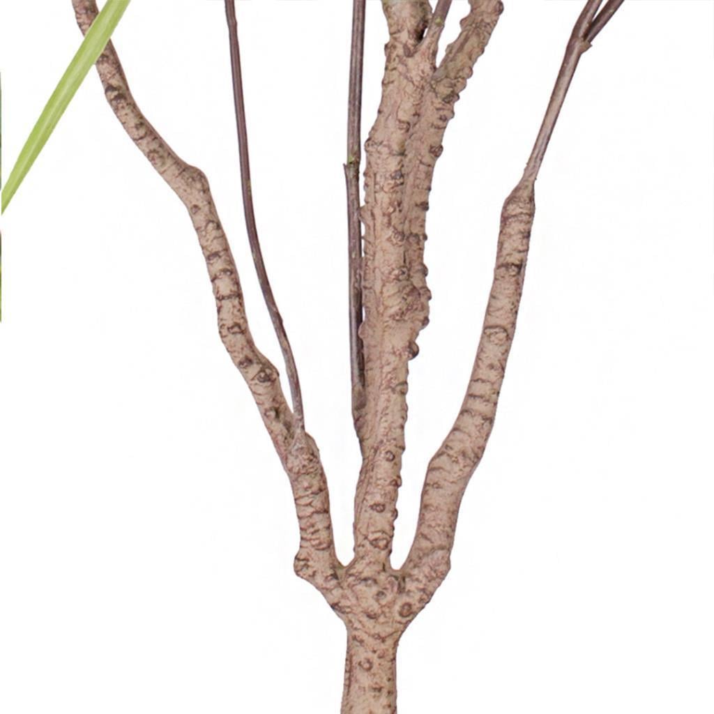 Yapay Ağaç Dracaena Ağacı 8Gövdeli 180cm Premium Kalite