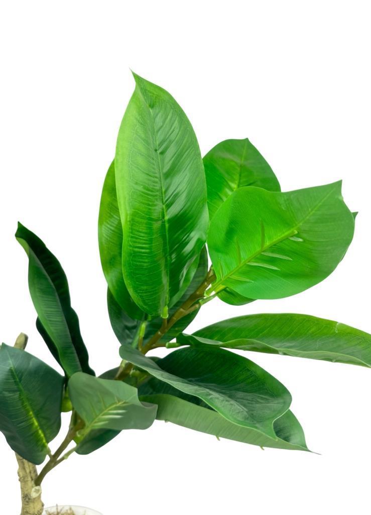 Yapay Ağaç Kauçuk Ağacı Beyaz Küre Saksıda 100*50cm