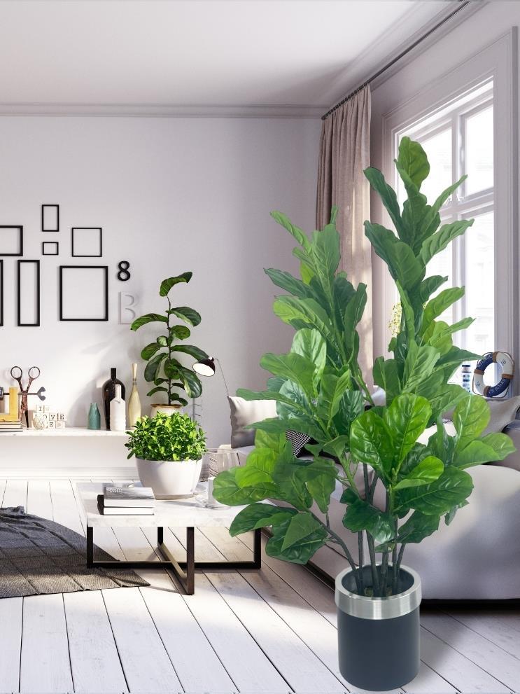 Yapay Ağaç Keman Yapraklı Kavuçuk Yeşil Salon Bitkisi Siyah Gümüş Galvaniz Saksıda 140cm