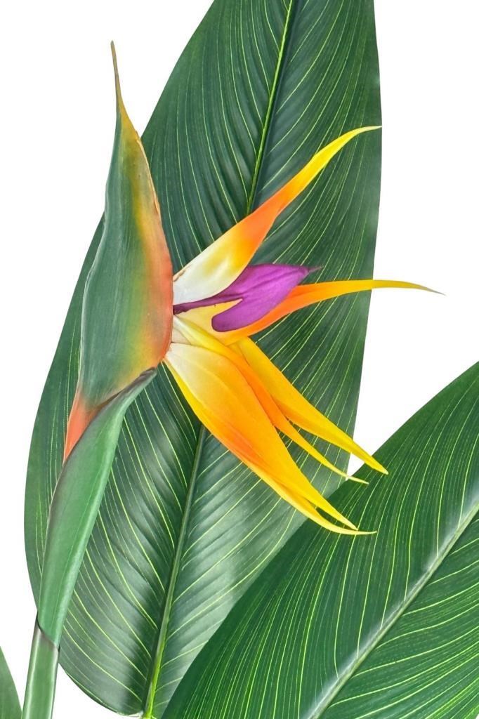 Yapay Ağaç Starliçe 160cm Horoz İbiği Çiçekli Bird of Paradise Artificial Plants