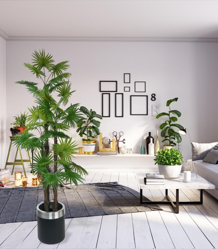 Yapay Ağaç Yelpaze Palmiye 4Katlı Fanpalm 32 Yaprak Gümüş Kemerli Siyah Saksıda 170*65cm