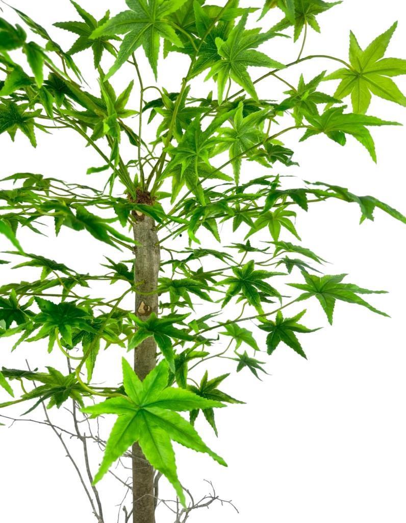 Yapay Ağaç Yeşil Japon Akçaağacı 100x70cm Siyah Plastik Saksılı