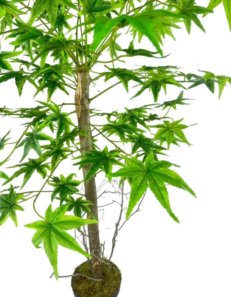 Yapay Ağaç Yeşil Japon Akçaağacı 100x70cm Siyah Plastik Saksılı