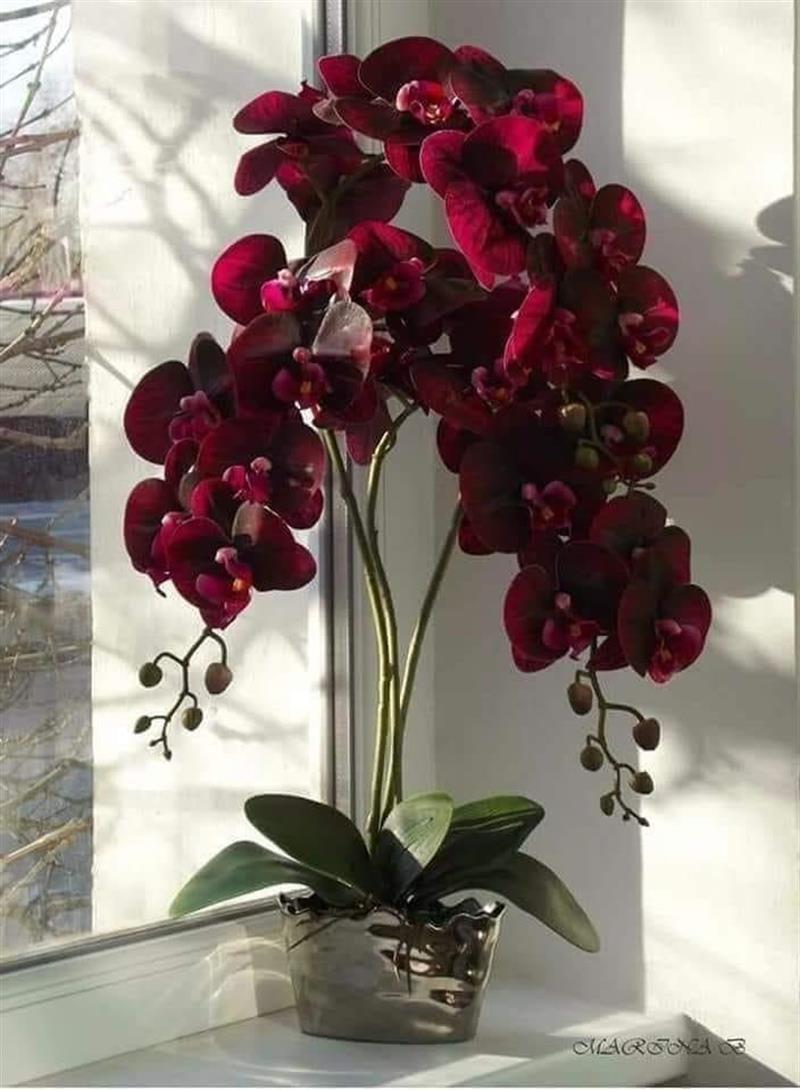 Yapay Çiçek Bordo Islak Orkide Uzun Dal 90 cm Orkide