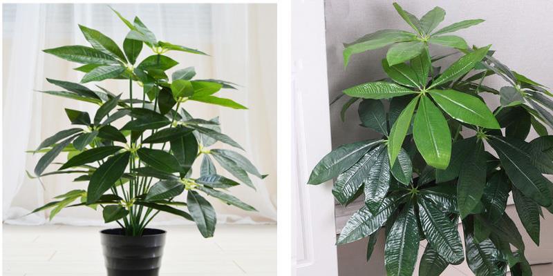 Yapay Çiçek Demet Şeflera Bitkisi 18Dal 75cm Salon Çiçeği Yapay Bitki Pachira Macrocarpa