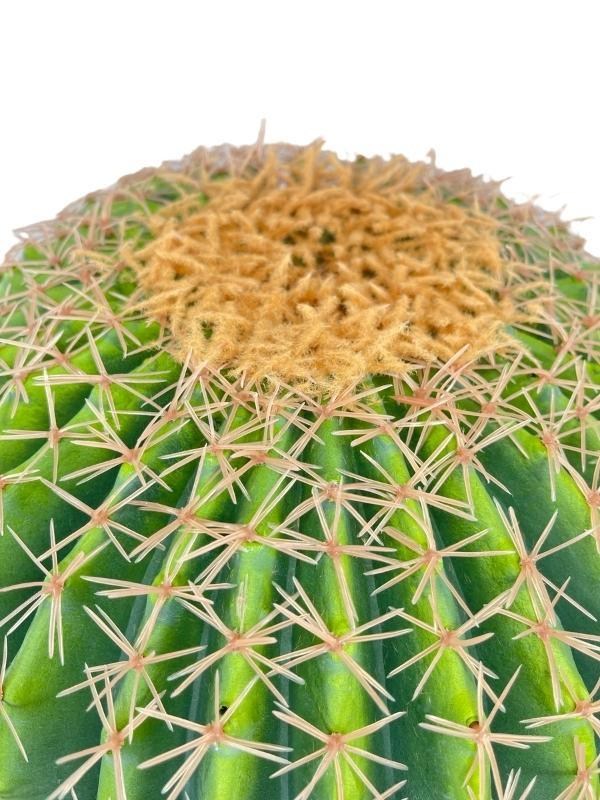 Yapay Çiçek Echinocactus Grusonii Altın Fıçı Kaktüs Siyah Saksıda 50*35cm Cactüs  sk4011s