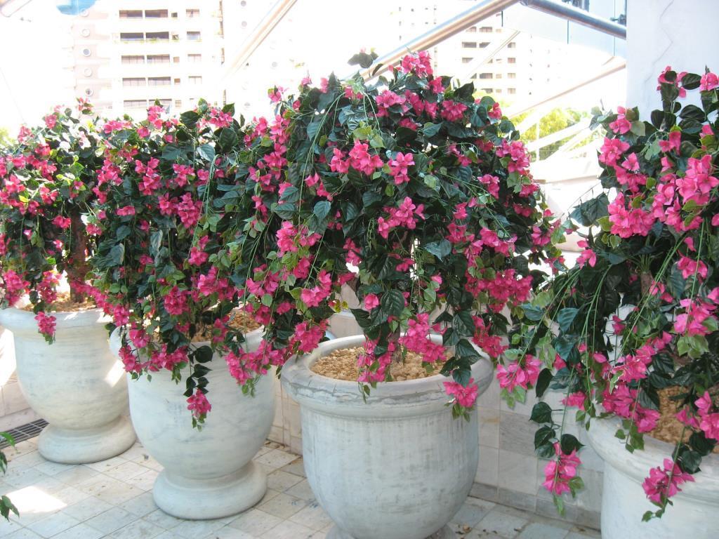 Yapay Çiçek Fuşya Begonvil Çiçeği 8Dallı 70cm Sarkan Çiçek