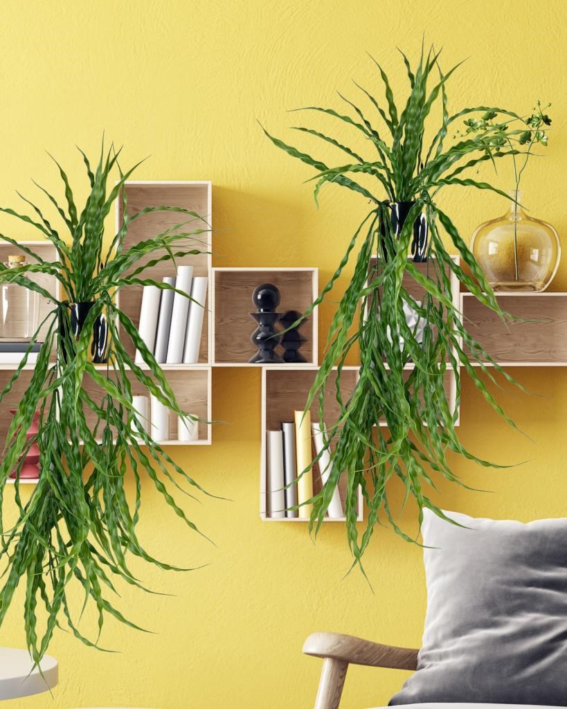 Yapay Çiçek Saksıda Sarkan Yeşil Kıvrımlı Saz 60cm