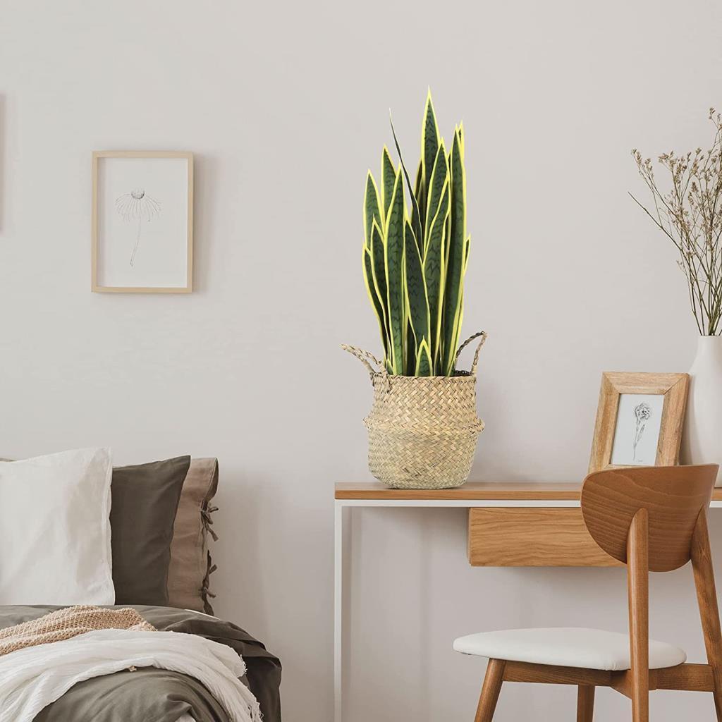 Yapay Çiçek Saksılı Yeşil Kılıç Çiçeği Dal 68cm Salon Çiçeği Metal Mat Siyah Saksılı Yapay Bitki