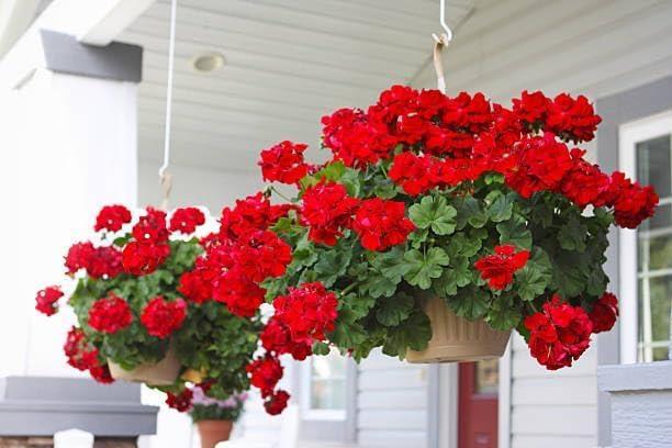 Yapay Çiçek Sardunya Demeti 40*25cm 1.Kalite KIRMIZI Koyu Balkon Çiçeği