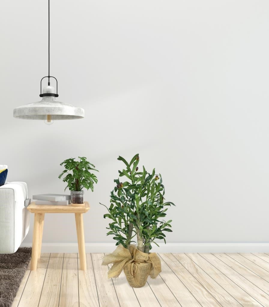 Yapay Çiçek Zeytin Ağacı 3 Gövdeli Plastik Siyah Saksıda 60cm Yapay Ağaç